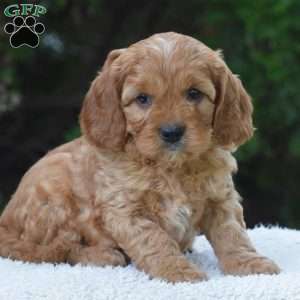 Magnus, Cavapoo Puppy